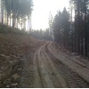 forest_road_1
